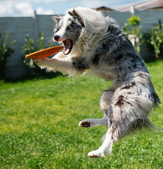 A dog catching a frisbee